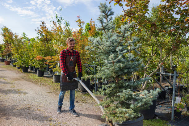 Trusted Harvey, LA Tree Service Experts